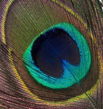 Veniard Peacock Eye Tops - Black